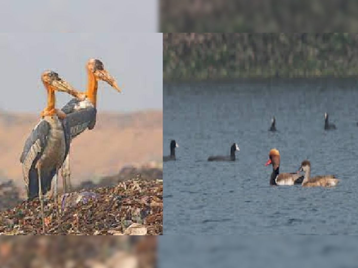 विदेशी मेहमान से गुलजार हुई जगतपुर झील, 170 से अधिक प्रजाति के पक्षियों का लग रहा जमावड़ा