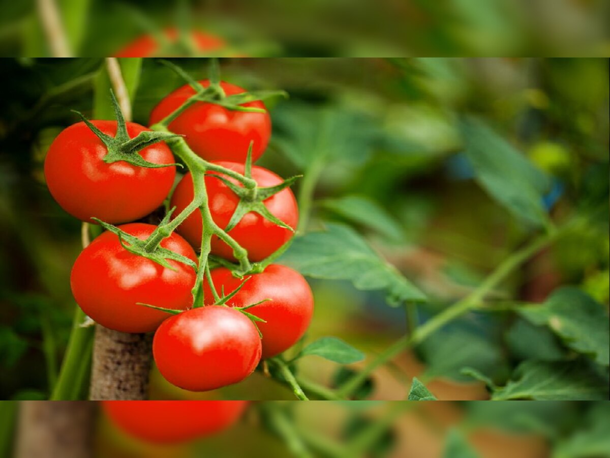 Tomatoes Side Effects: ଏହି ଲୋକମାନେ ଭୁଲରେ ବି ଖାଆନ୍ତୁ ନାହିଁ ଟମାଟୋ, ନଚେତ୍ ହୋଇପାରେ ବଡ଼ ସମସ୍ୟା