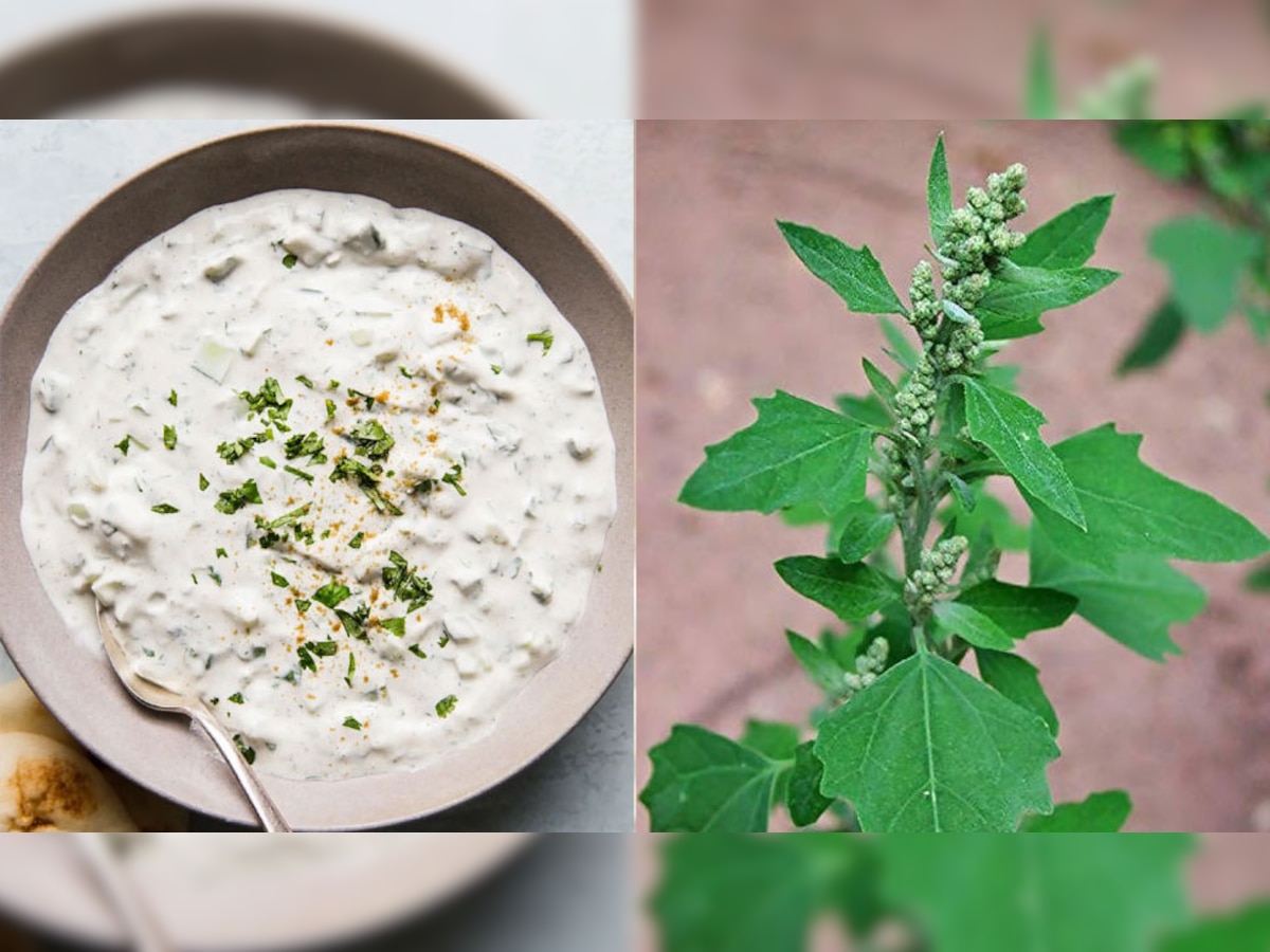 Raita For Winter: सर्दियों में रायते के साथ मिला लें ये हरी पत्ती, शरीर में होगा गर्मी का अहसास