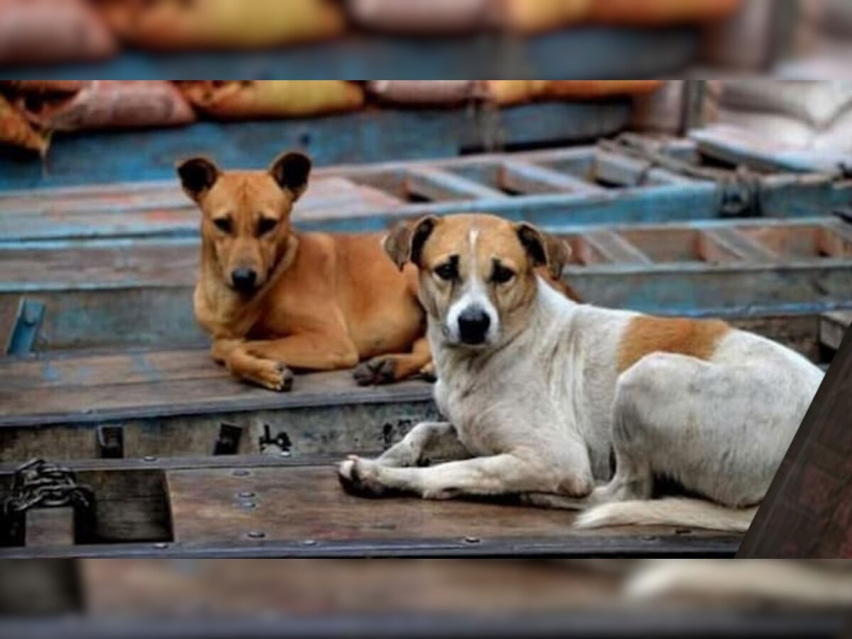 गाजियाबाद में कुत्ते को मारने का वीडियो वायरल