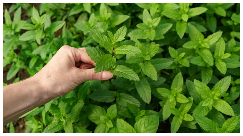 How To Protect Tulsi Plant In Winter In Usa Planting Tips to keep Tulsi plant green in winter season | Planting