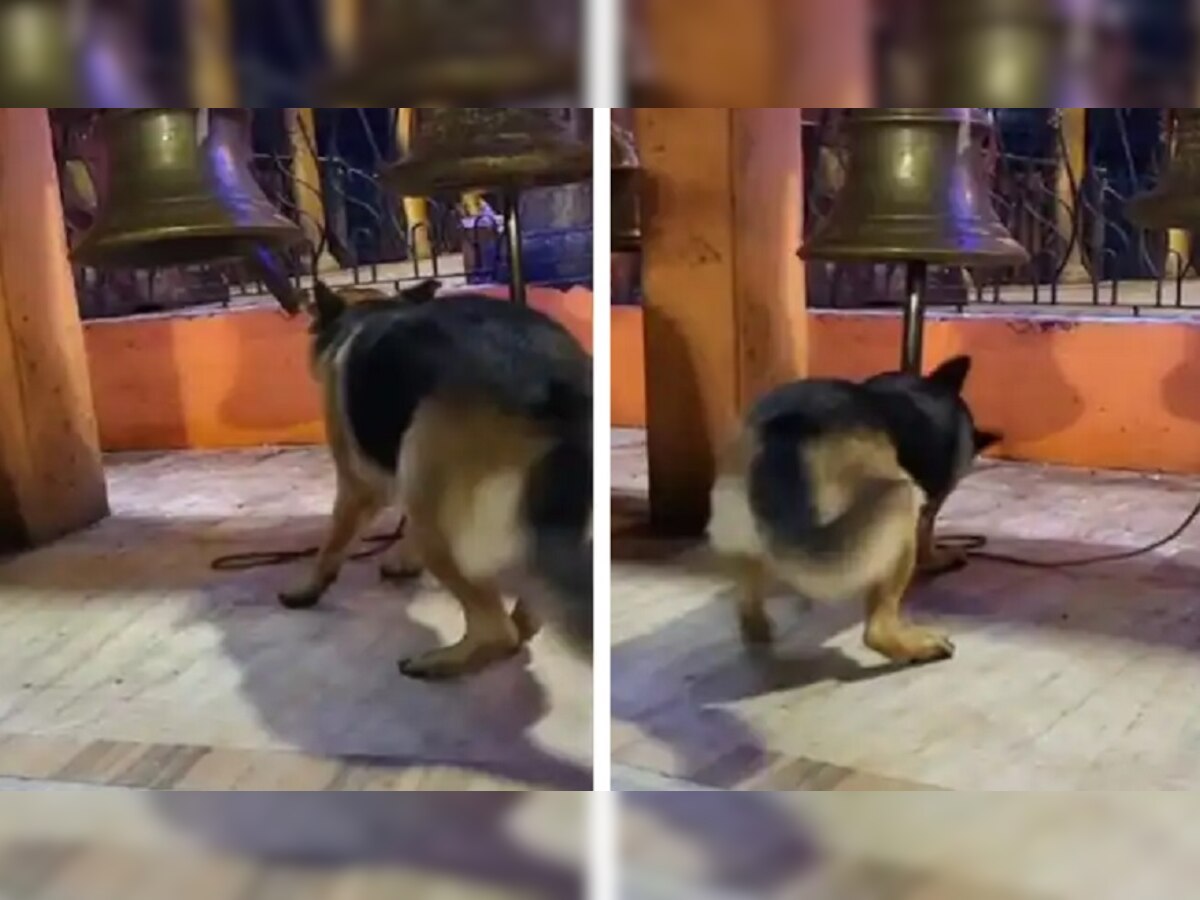 Dog Video: इस कुत्ते ने गजब कर दिखाया, मंदिर में घंटा बजाकर दिखाई भक्ति!