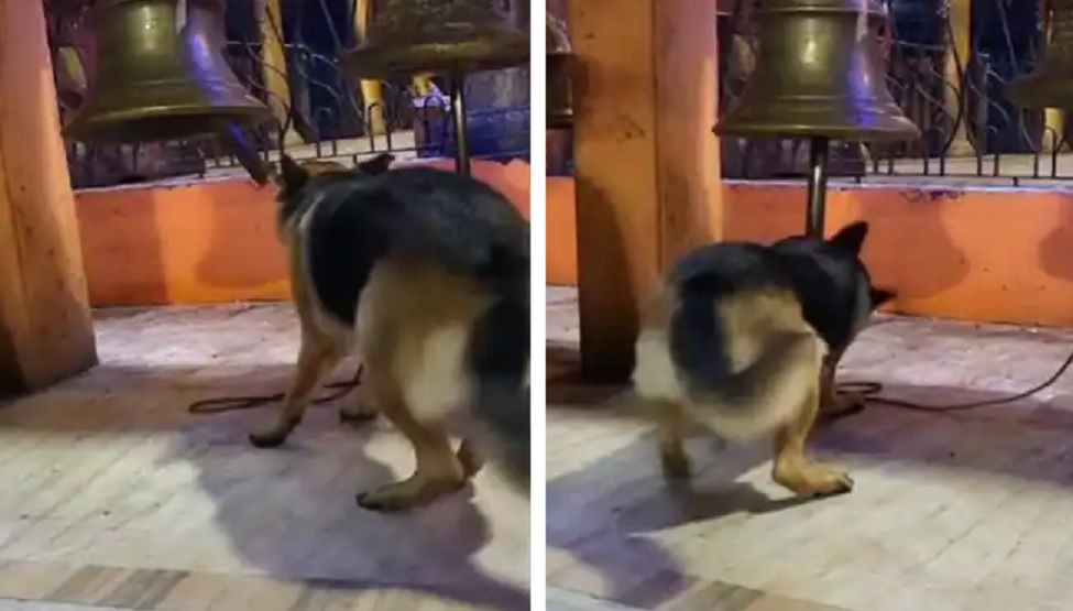 german shepherd dog ringing bell inside the temple viral video on ...