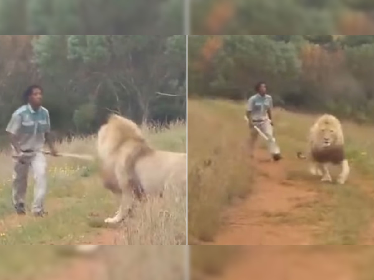 Stunning: जंगल में शेर के पीछे डंडा लेकर दौड़ा शख्स और फिर.., Video देख लोगों को लगा जोर का झटका!