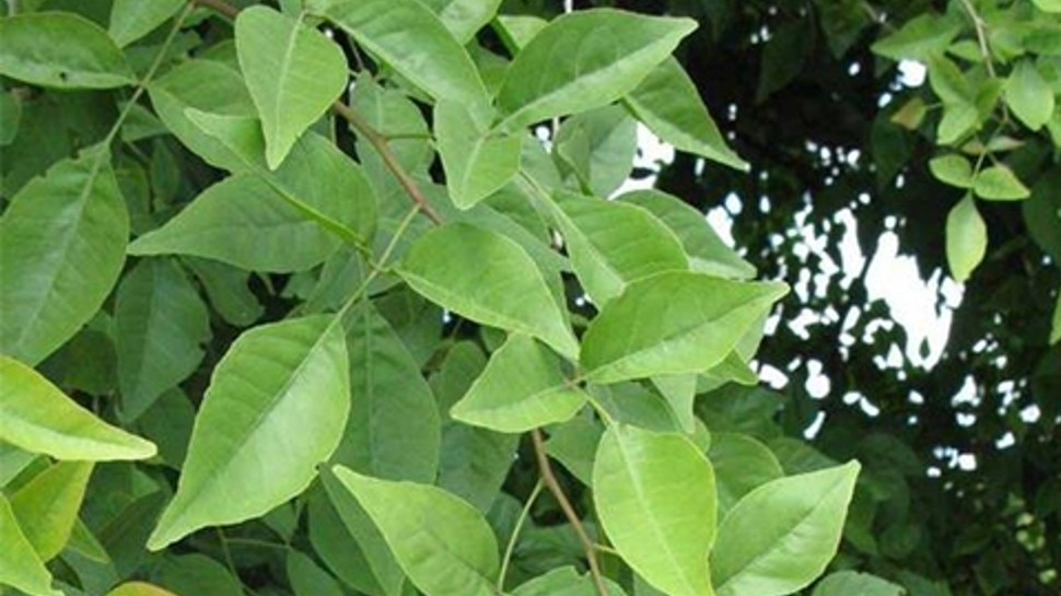 Benefits direction of planting bilvapatra vine leaves in house bel