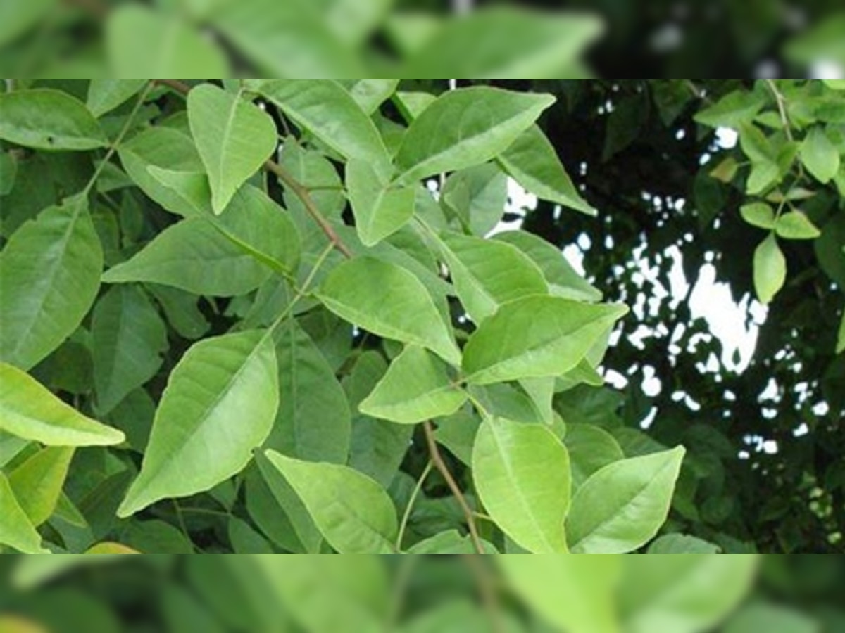 Benefits direction of planting bilvapatra vine leaves in house bel