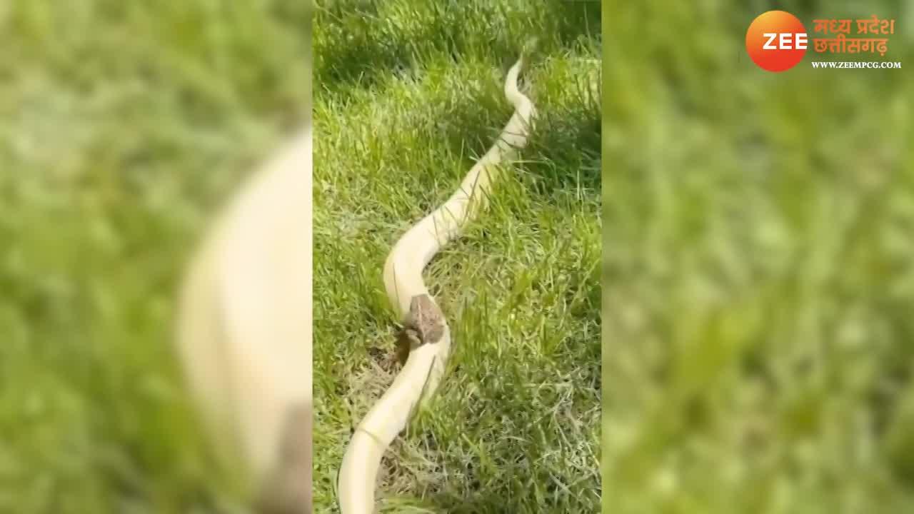 Frog ride on snake back sanp ke peeth par baitha mendhak watch khatron ...