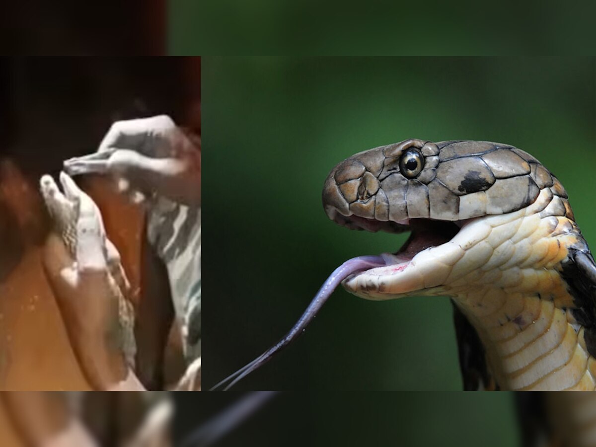 Viral: नेल कटर से निकाला किंग कोबरा के दांत, वायरल वीडियो से फैली दहशत
