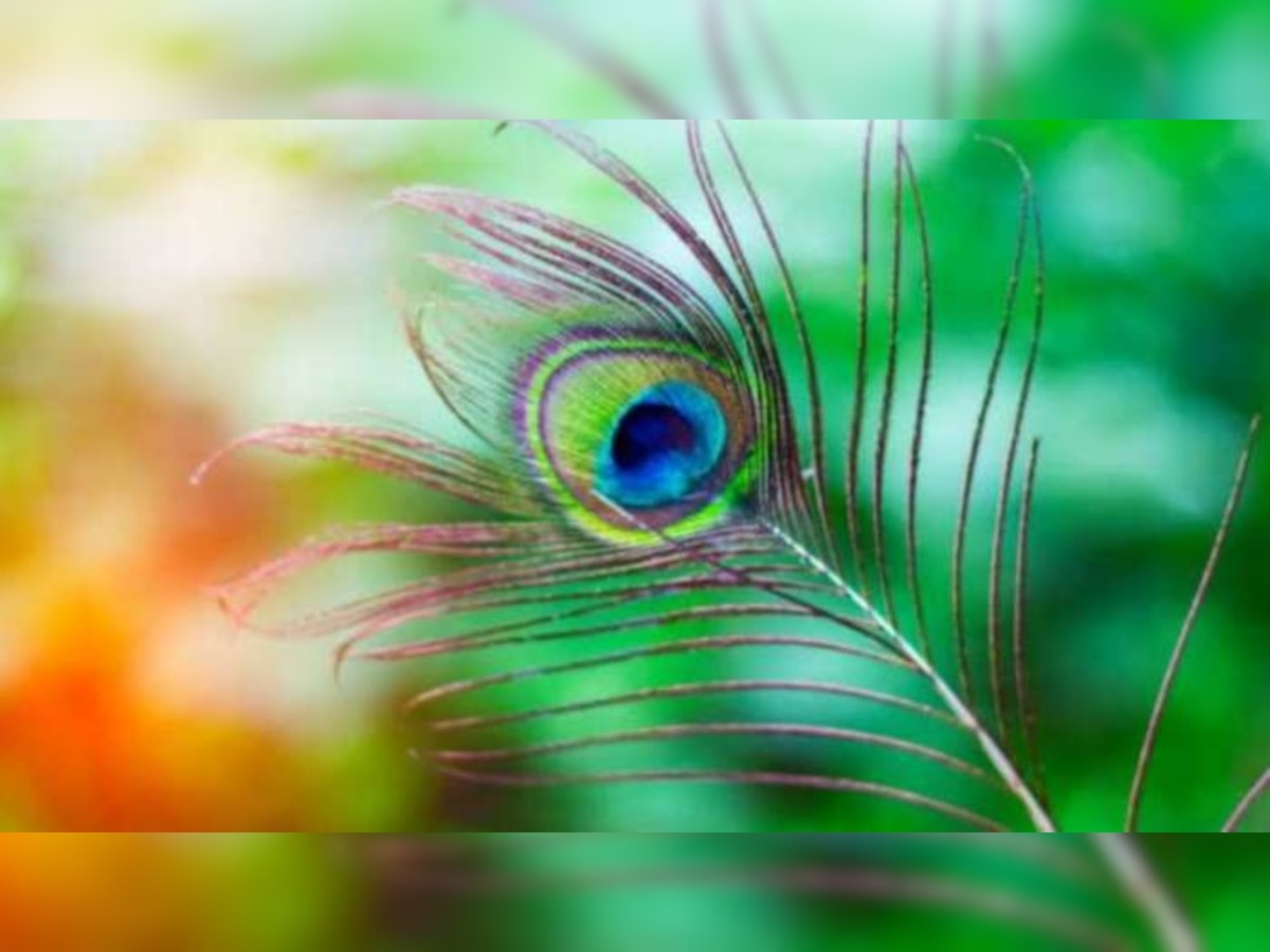 Peacock Feather इन जगहों पर रखा मोरपंख चुंबक की तरह खींचता है पैसा