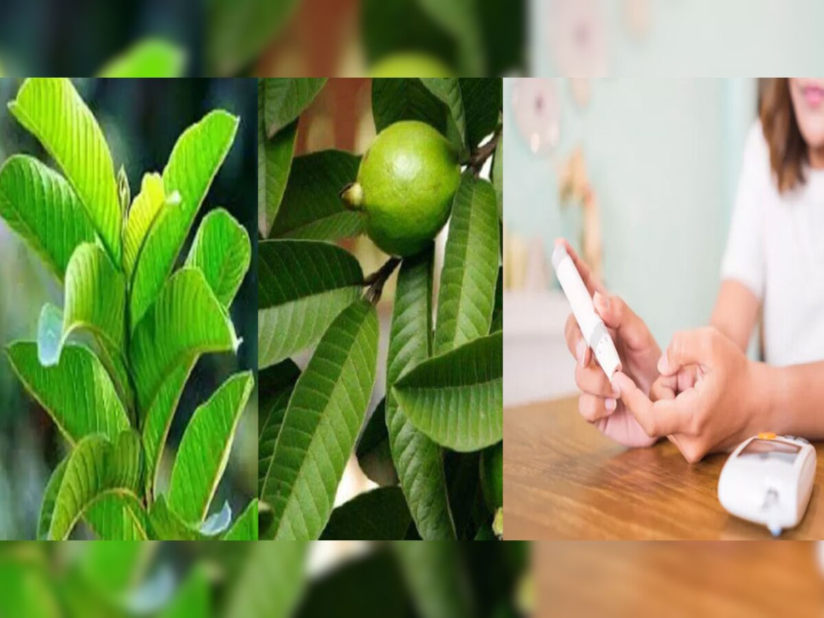 Boiled Guava Leaves Benefits: अमरूद के पत्तों से बैलेंस होगा शुगर लेवल, इन बीमारियों में भी मिलेगा आराम