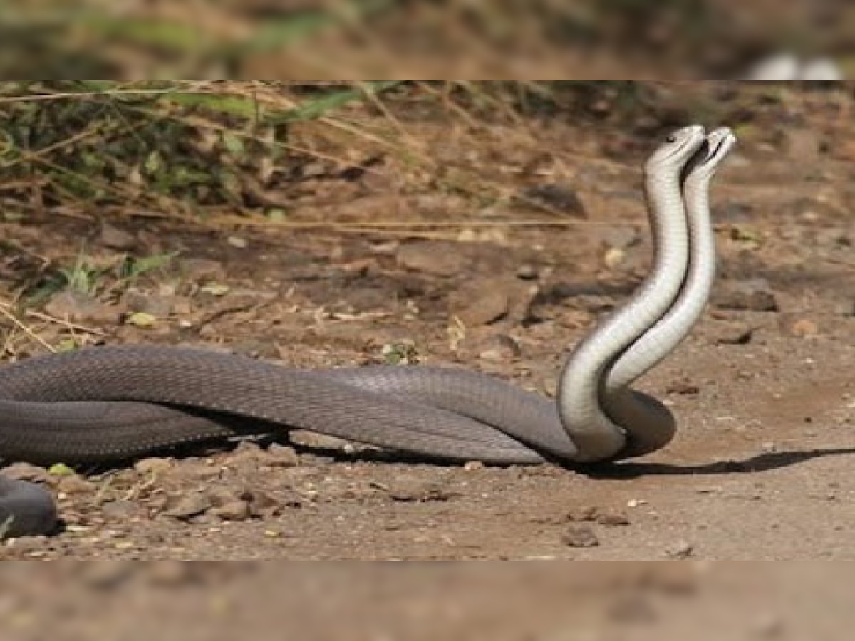 snake bite in dream meaning sapne me saap dekhne ka matlab kya hota hai ...