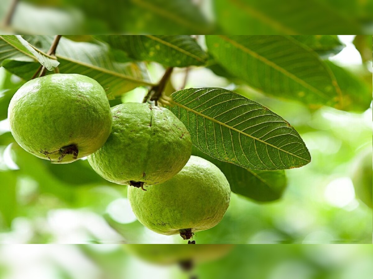 Guava Leaves Benefits: ମଧୁମେହକୁ ସନ୍ତୁଳିତ କରେ ପିଜୁଳି ପତ୍ର, ଏସବୁ ରୋଗ ପାଇଁ ବି ହୋଇଥାଏ ରାମବାଣ