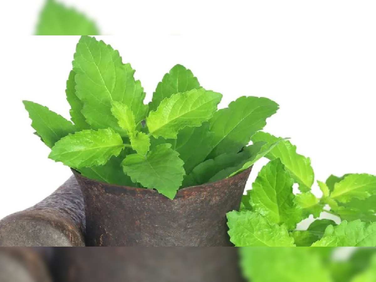 Why tulsi leaf mix in Ganga jal, health benefits tulsi patte ke fayde miracle power of basil