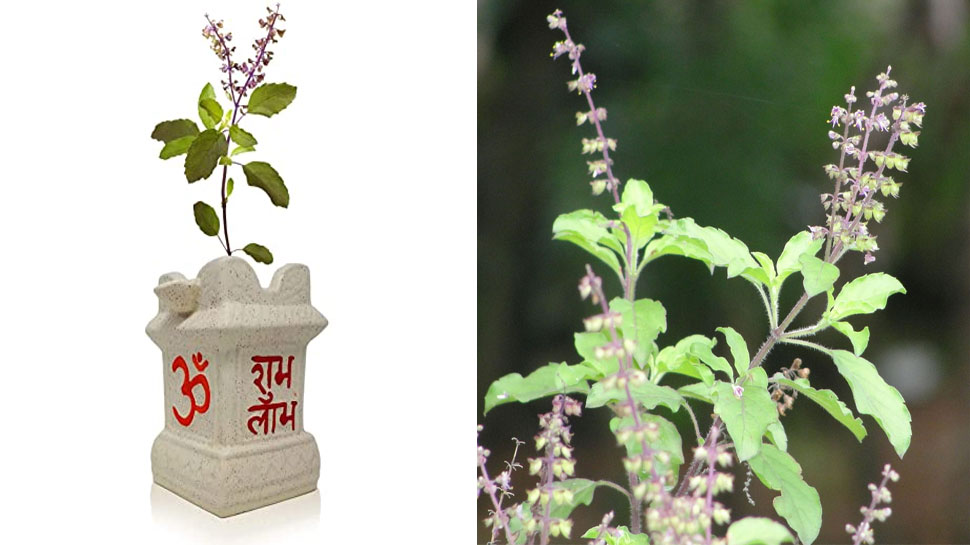 Why tulsi leaf mix in Ganga jal, health benefits tulsi patte ke fayde miracle power of basil