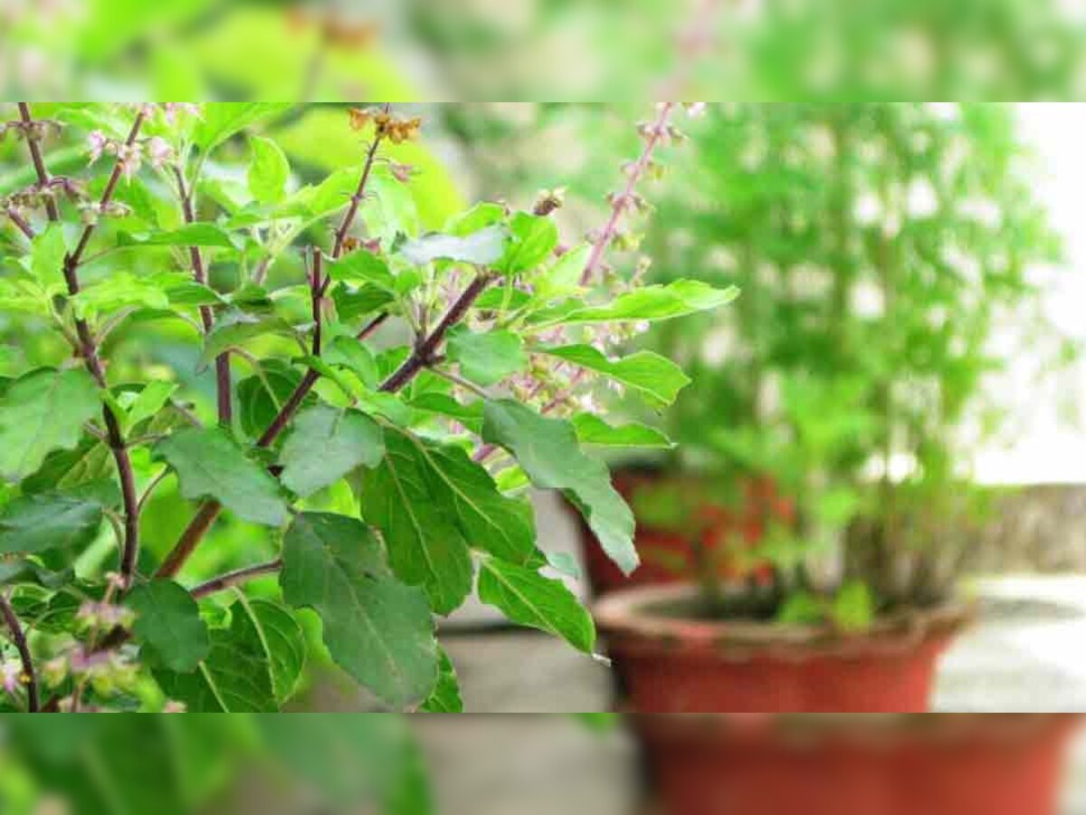 Why tulsi leaf mix in Ganga jal, health benefits tulsi patte ke fayde miracle power of basil