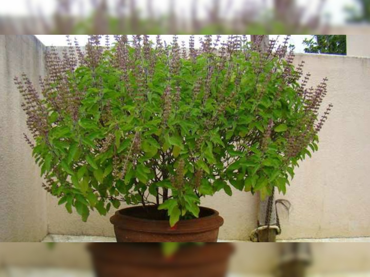 Why tulsi leaf mix in Ganga jal, health benefits tulsi patte ke fayde miracle power of basil