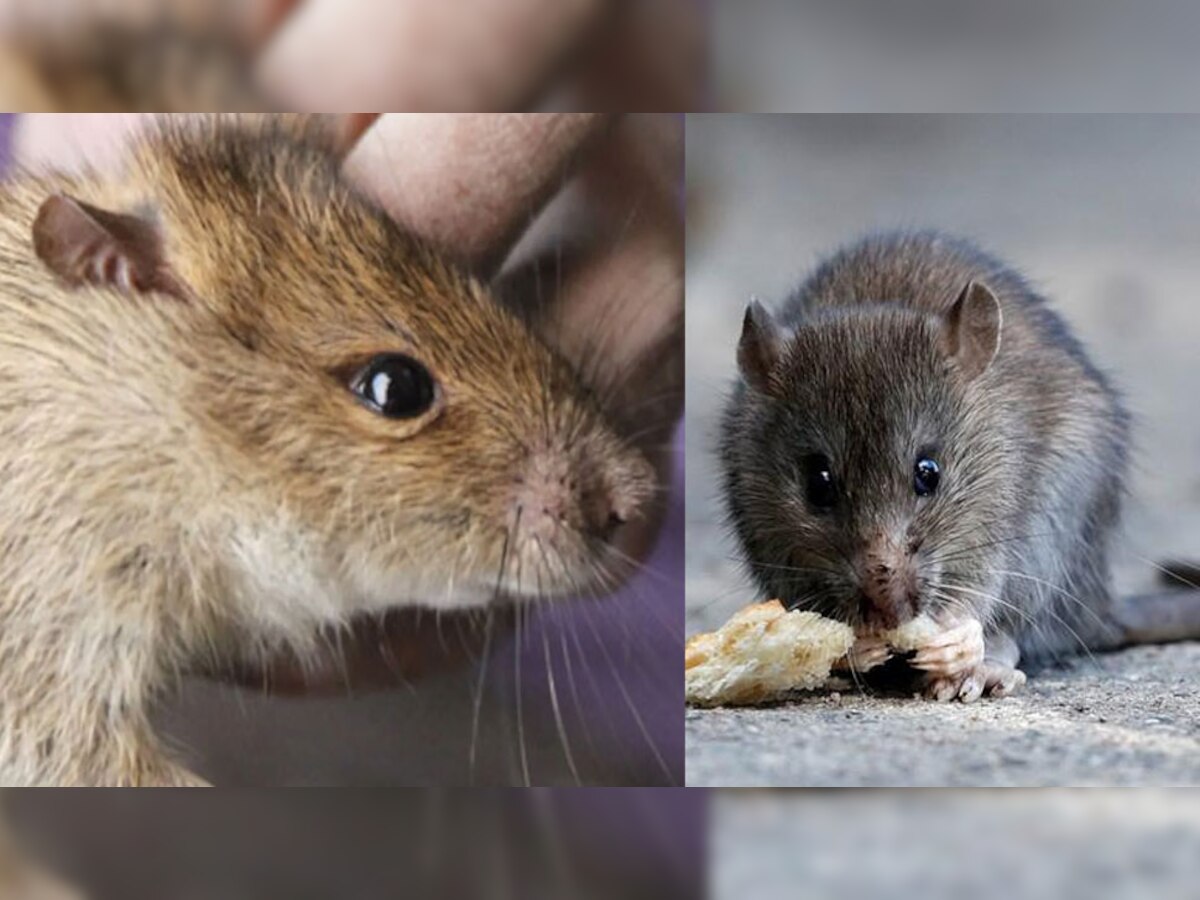 Rats Control: चूहों ने घर में मचा दिया है आतंक, इन्हें भगाने के लिए करें ये आसान उपाय