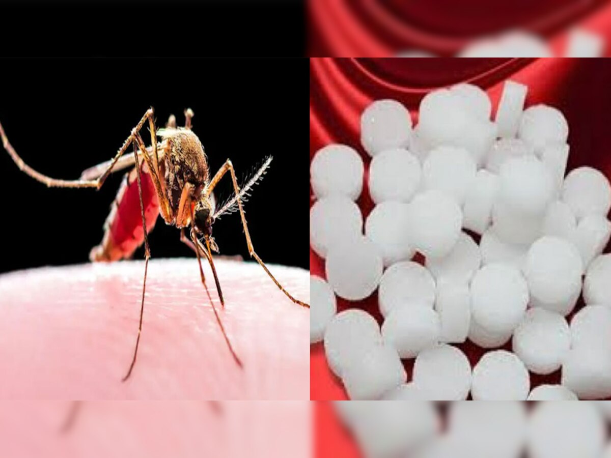 Mosquitoes Problem: केमिकल से नहीं 2 रुपये के कपूर से भी मच्छर होंगे छूमंतर, बस करने होंगे ये उपाय