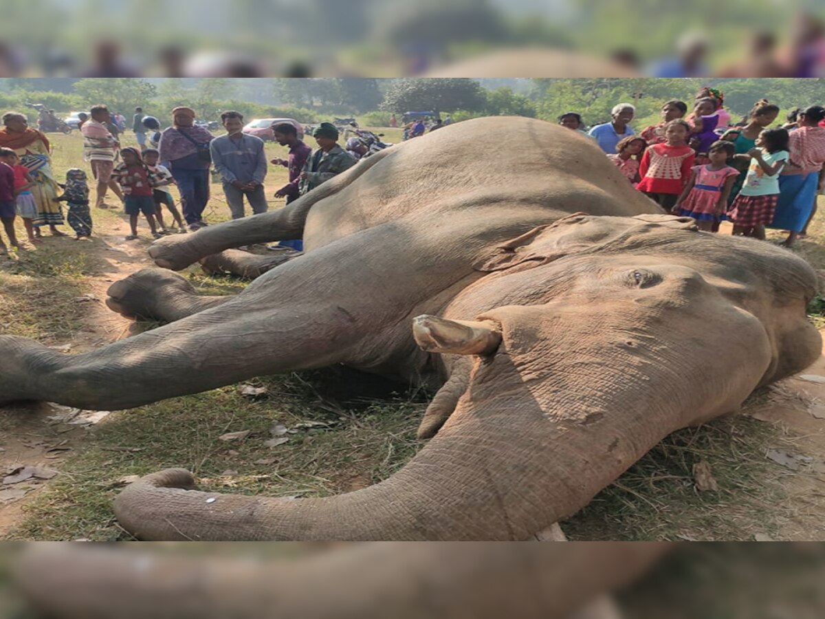 खूंटी में करंट की चपेट में आने से हाथी की मौत, बिजली विभाग पर कार्रवाई की तैयारी में वन विभाग