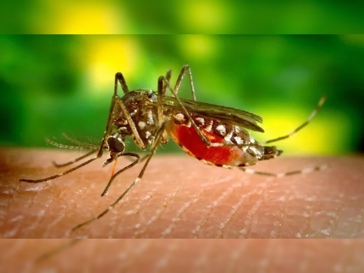 हरियाणा के इन जिलों में नहीं थम रहा डेंगू के दंश का कहर, स्वास्थ्य विभाग ने जारी किया नोटिस