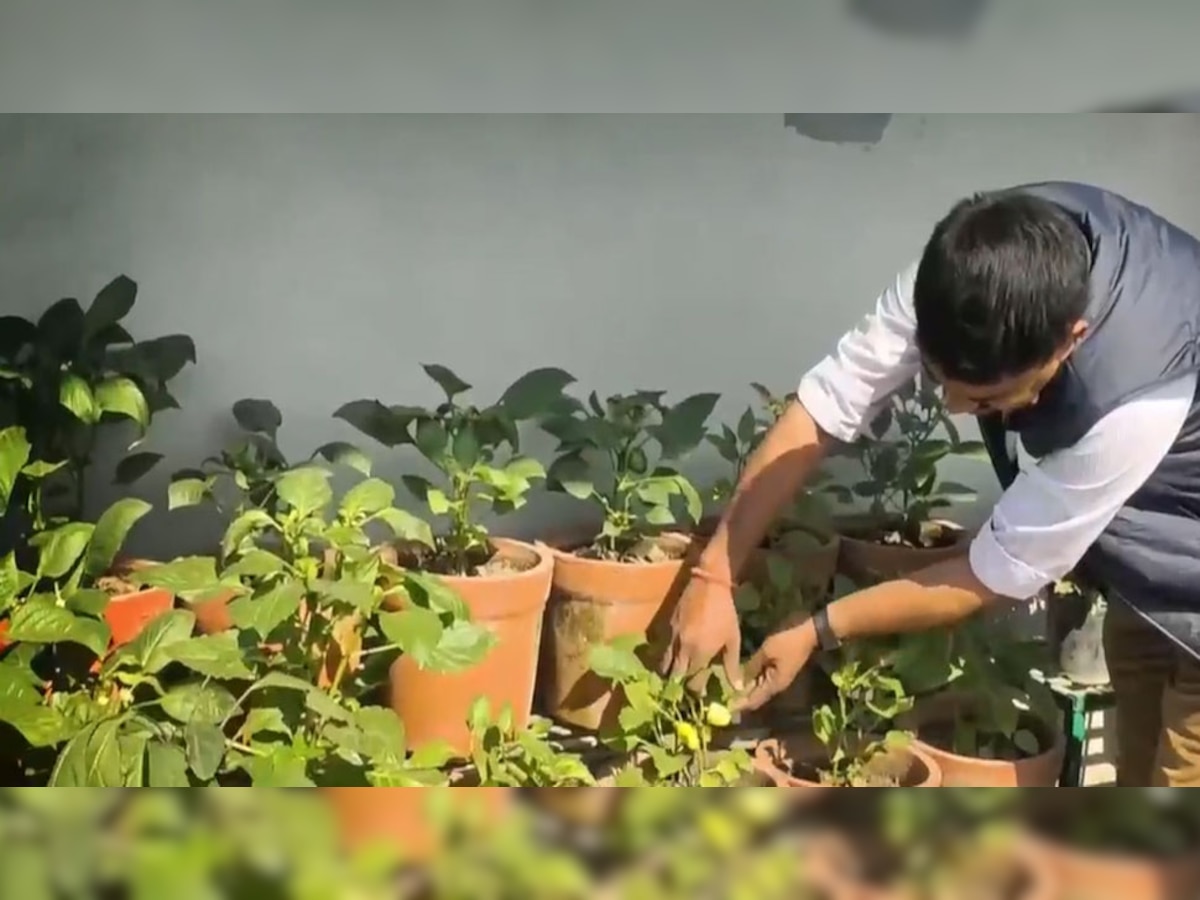 Farming: हरियाणा के किसान ने लगाई ऐसी जुगाड़, घर की छत को ही बना डाला खेत! आठ से चार हजार गमलों तक का सफर