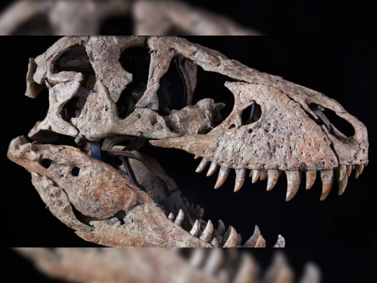 Dinosaur: नीलाम होने वाली है डायनासोर की खोपड़ी, कई इंसानों के बराबर है इसका आकार, कीमत उड़ा देगी होश