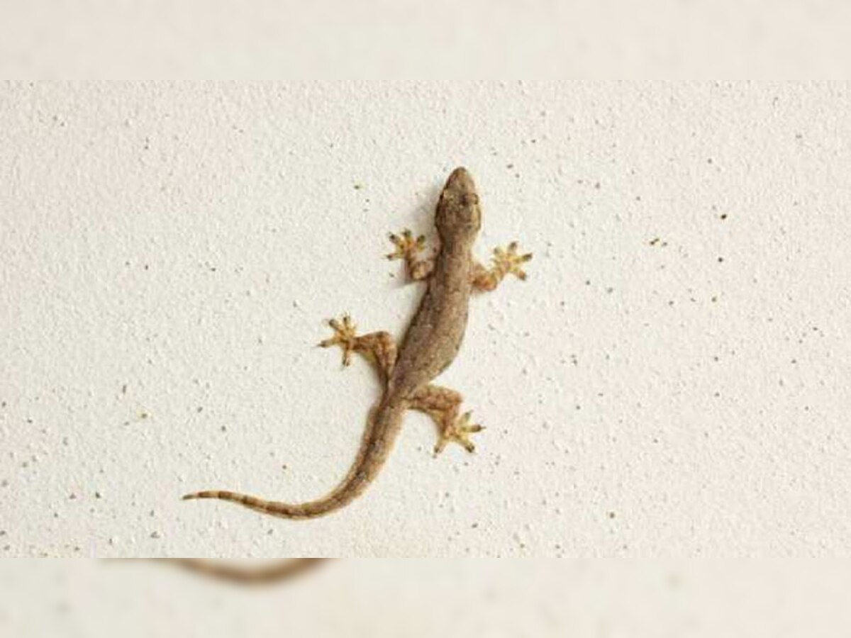 Lizard Fall: शरीर के इन अंगों पर छिपकली का गिरना माना जाता है शुभ, होने लगता है जबरदस्त धनलाभ
