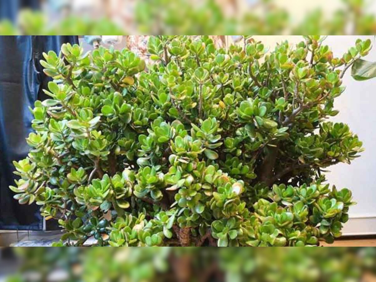 Lucky Plant:​  भाग्य बदलने वाला पौधा, घर में लगाते वक्त इस बात का रखा ध्यान तो होगी ‘धनवर्षा’