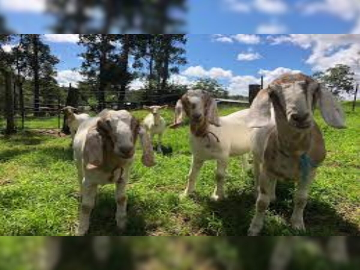 Goat Milk: यहां बकरे भी देते हैं दूध, बकरियों की तरह है बनावट; 4 लाख तक कीमत 