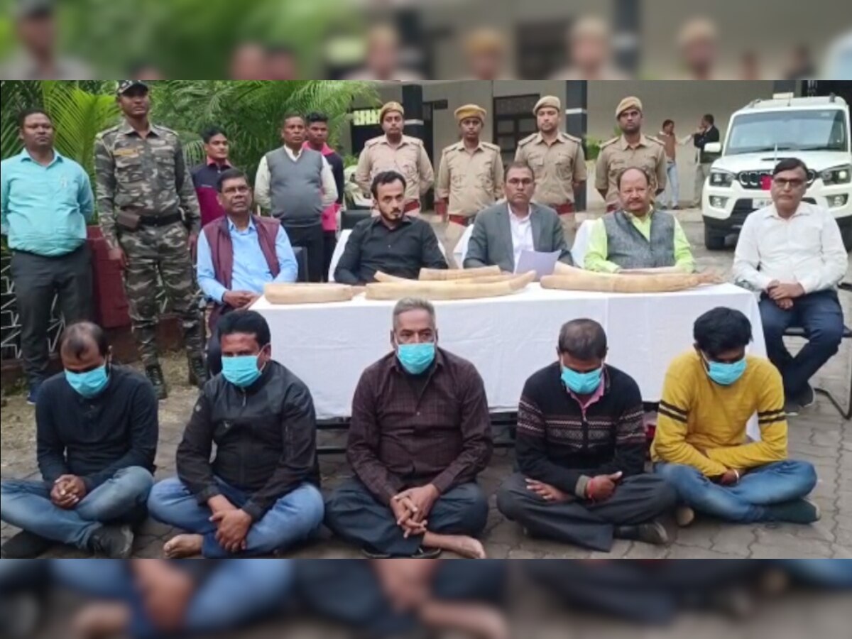 10 पीस हाथी के दांत के साथ 5 तस्कर गिरफ्तार, वन विभाग ने कहा- बड़े नेटवर्क के साथ चल रहा कारोबार 