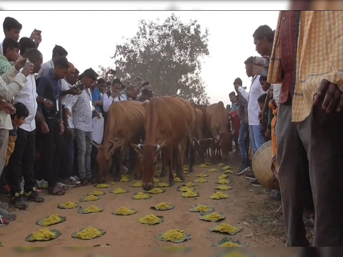 Jharsuguda News: ଗୋକୁଳାଷ୍ଟମୀ ଯାତ୍ରାର କ'ଣ ରହିଛି ପରମ୍ପରା, କାହିଁକି ଏଠାକୁ ଆସନ୍ତି ନିଃସନ୍ତାନ ଦମ୍ପତି ?