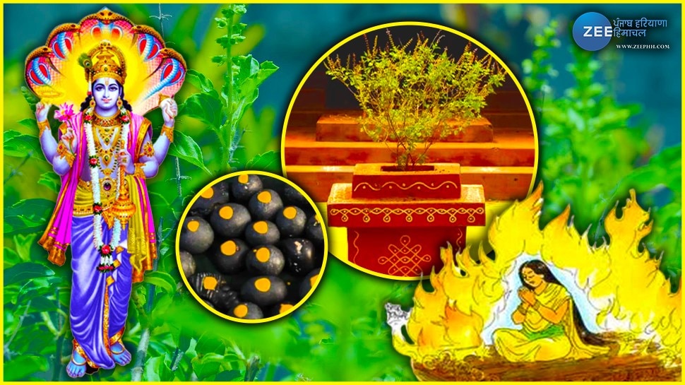 Tulsi Pooja tips in hindi know about tulsi tree history and benefit