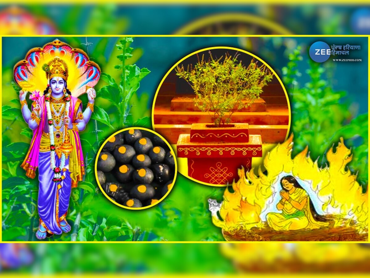 Tulsi Pooja tips in hindi know about tulsi tree history and benefit