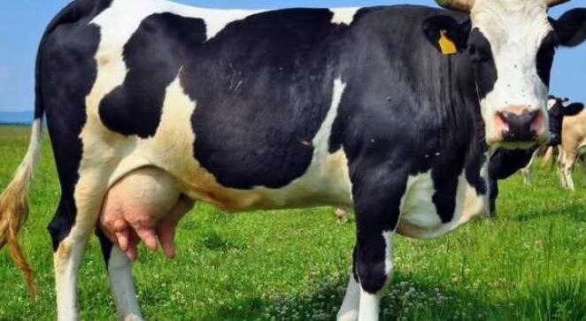 वैज्ञानिकों ने गायों को खिलाया भांग वाला चारा, दूध में हुआ ये बदलाव