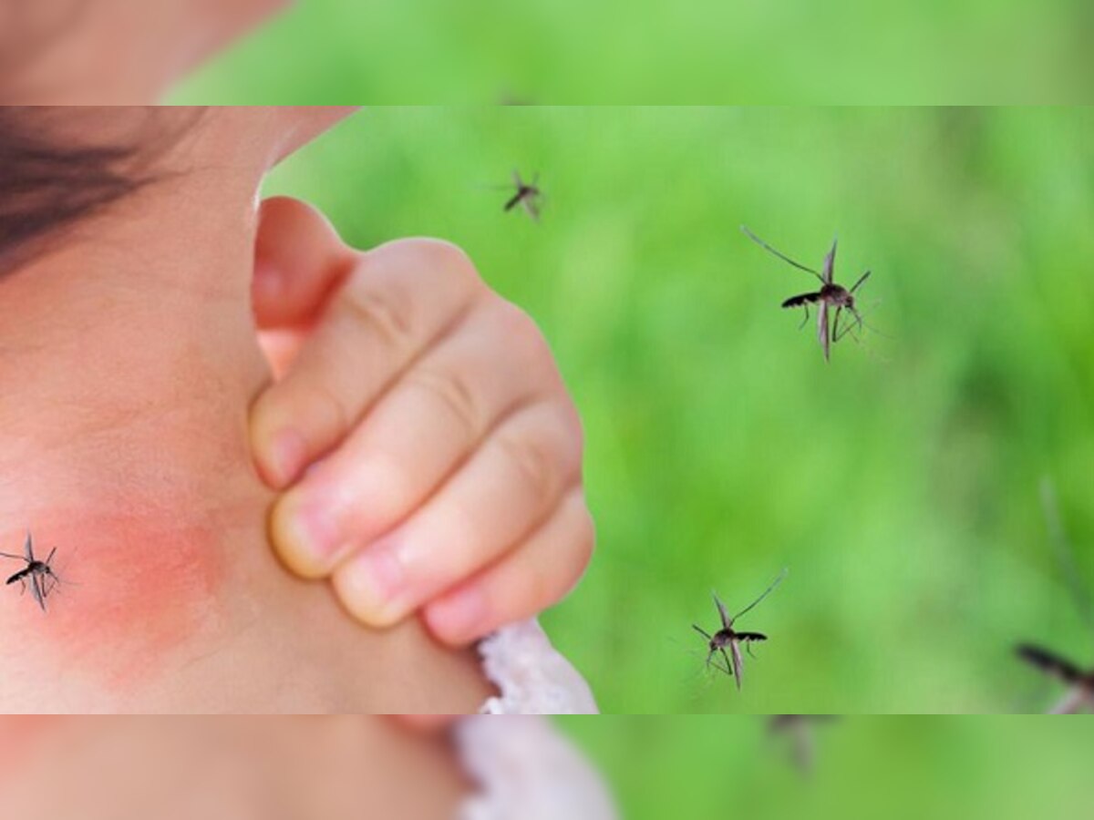 इन घरेलू नुस्खों से दूर होंगे डेंगू वाले मच्छर, भागेंगे घर से कोसों दूर