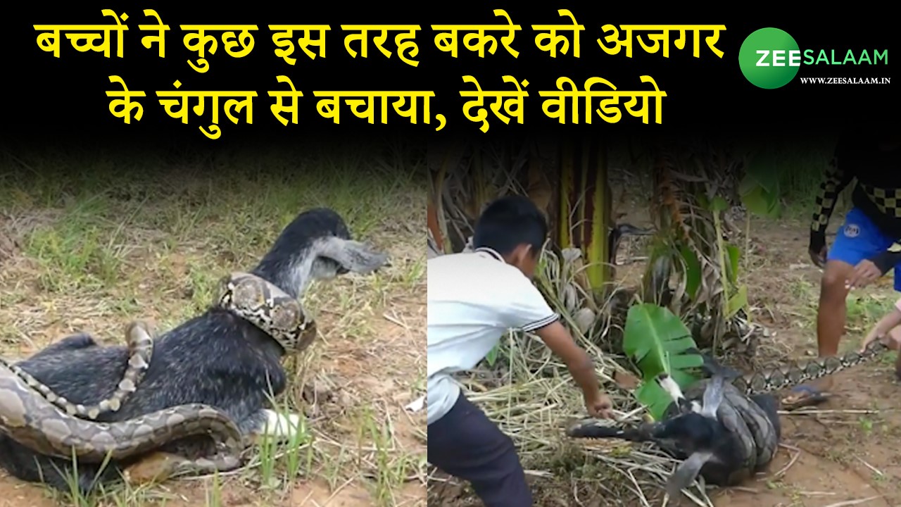 Python attack on a goat video viral on internet SMI | Snake Video: अजगर ...