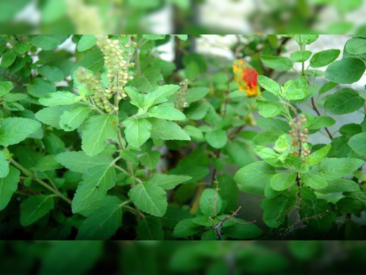 Health Tips: इस पौधे की पत्तियां हैं सेहत के लिए अमृत, खाली पेट खाने से दूर होती हैं इतनी बीमारियां