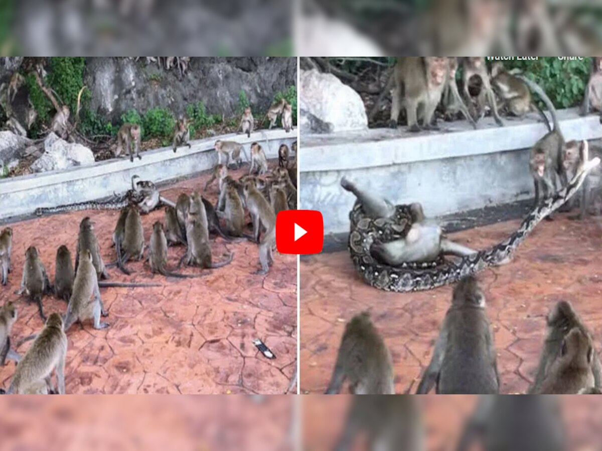 Azgar Ka Video: अजगर ने बंदर को जकड़कर की निगलने की कोशिश, देखिये कैसे दूसरे बंदरों ने दोस्त के लिए लड़ी जंग