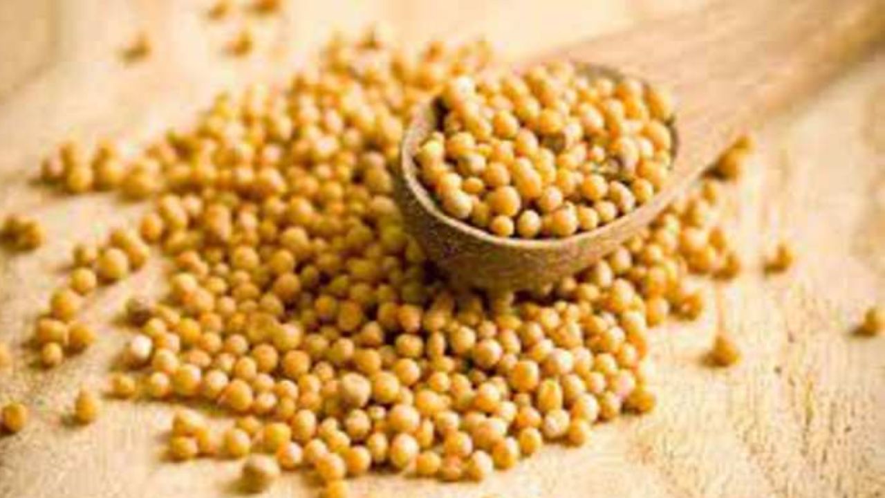 Mustard Seeds benefits use of yellow mustard will also benefit from