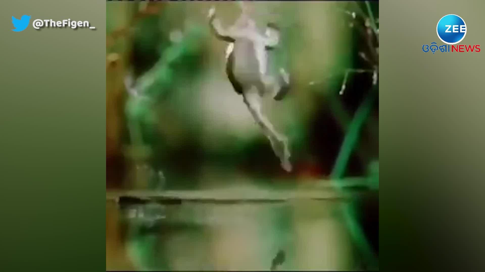 Frog Attacks Fly,and Then This Happens | ମାଛିକୁ ଶିକାର କରୁ କରୁ ମାଛି ସହିତ ...