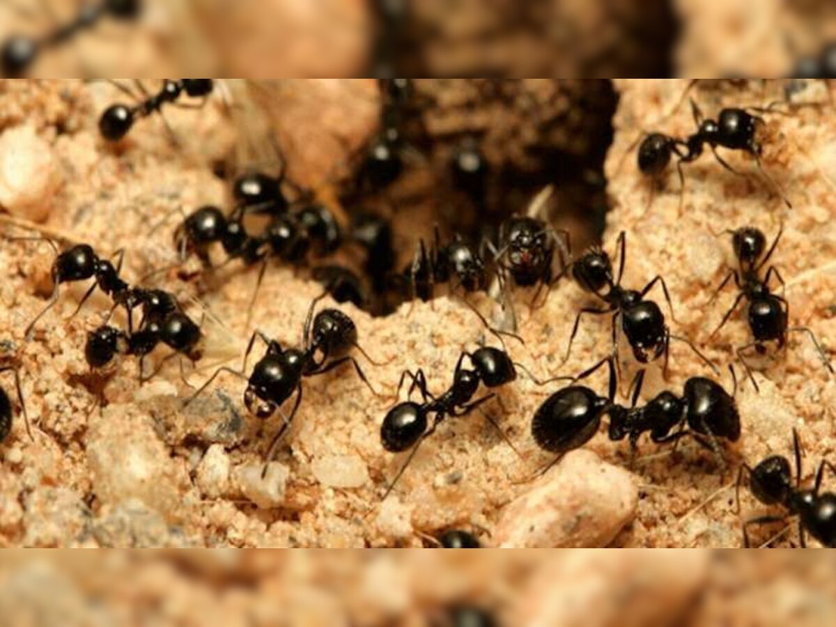 Black Ants: घर में इस दिशा से काली चीटियों का आना माना जाता है शुभ, जमकर होता है धन लाभ 