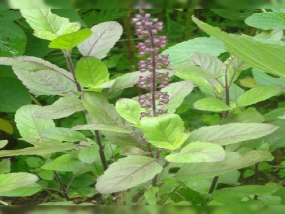 Tulsi Seeds Benefits: ଏହି ସବୁ ରୋଗ ପାଇଁ ସଞ୍ଜୀବନୀ ତୁଳସୀ ମଞ୍ଚି 