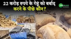 Kaithal: 22 करोड़ रुपये के गेहूं को बर्बाद करने के पीछे कौन? 