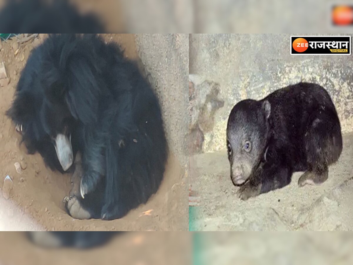 जयपुर के नाहरगढ़ बायोलॉजिकल पार्क में भालू झूमरी ने दिया बच्चे को जन्म, उमड़े पर्यटक