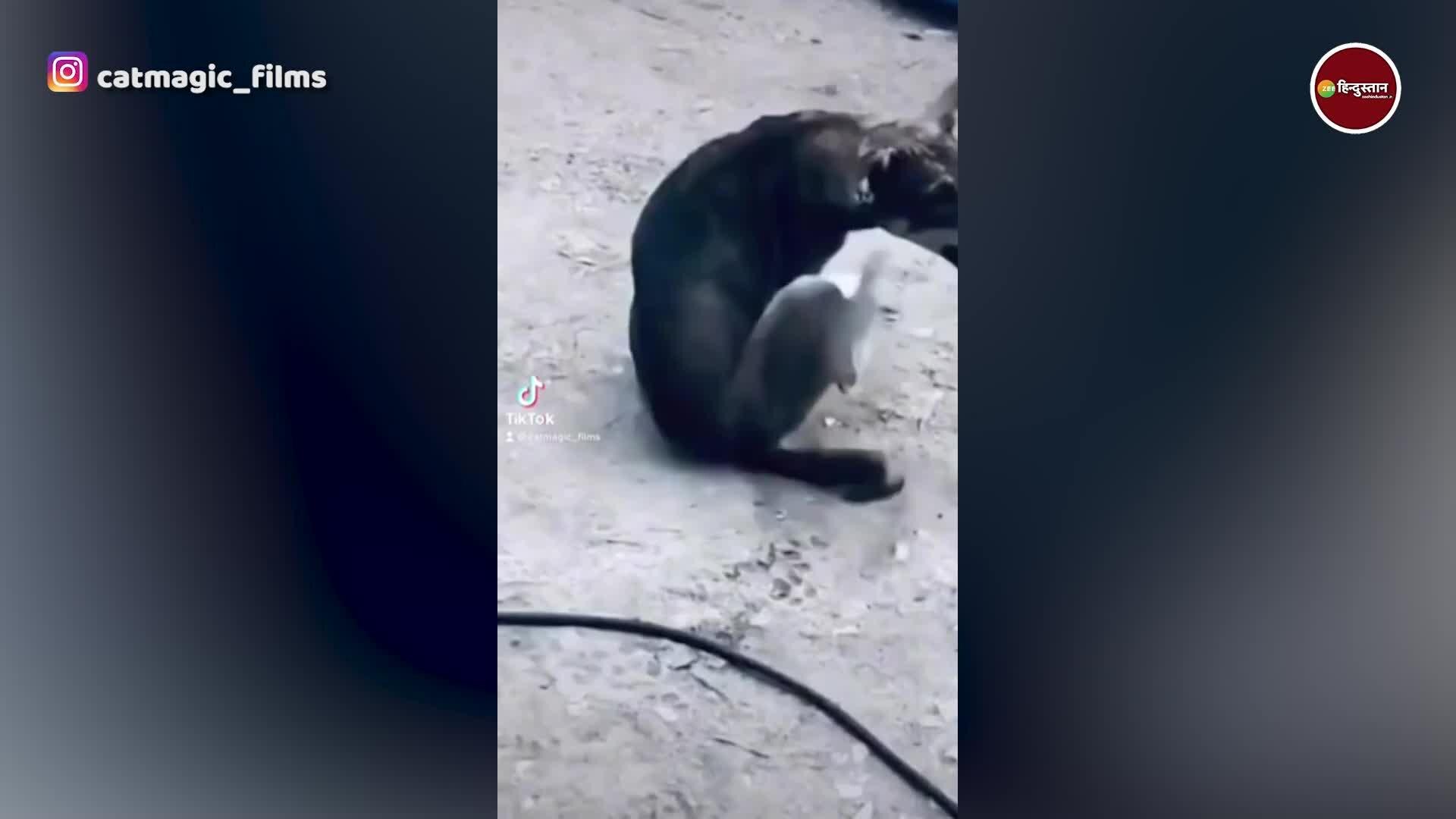 Dog start biting his own leg with teeth after scratching it made him in