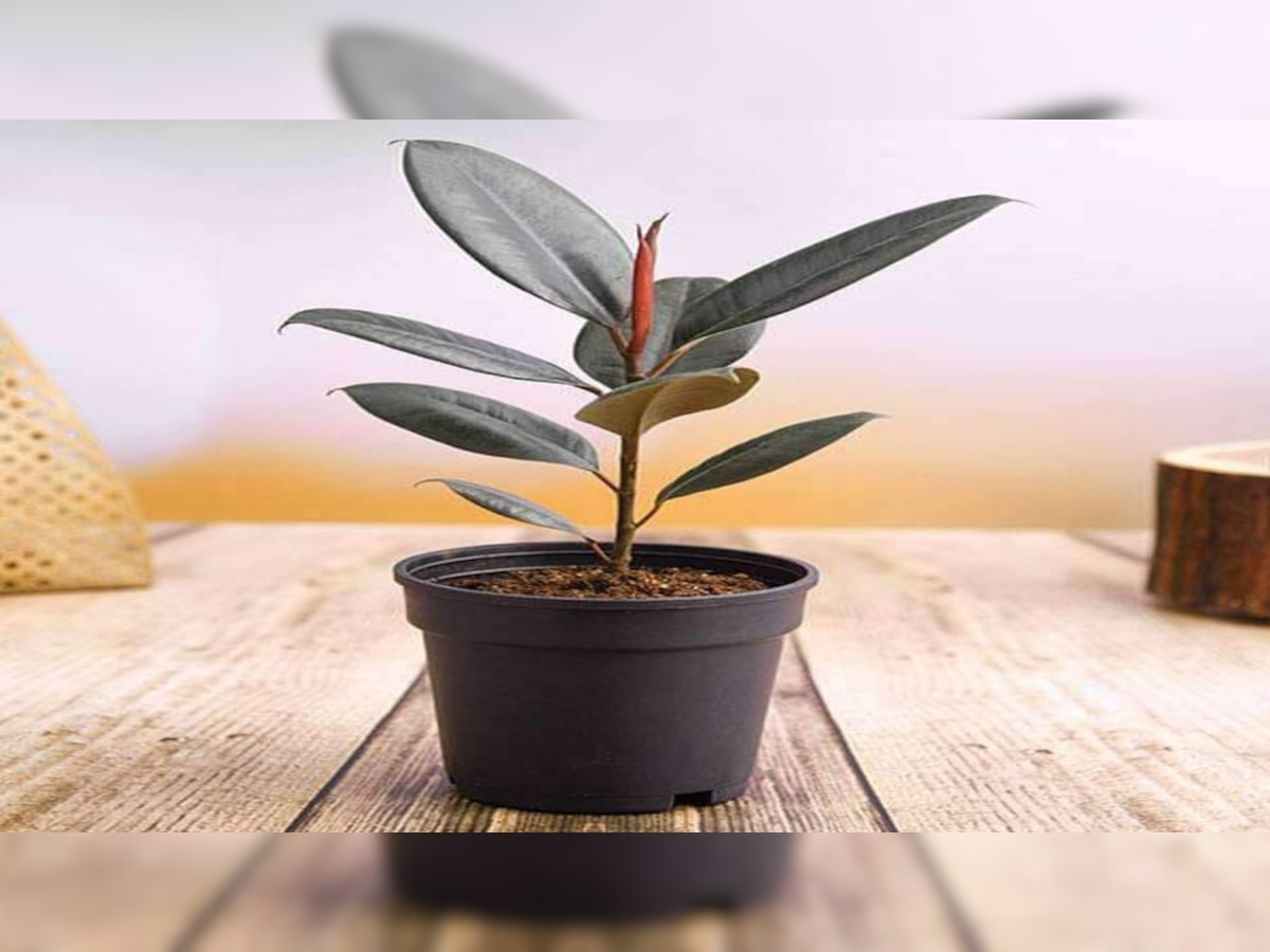 Office Vastu Tips ऑफिस डेस्क पर रख लें ये चमत्कारी पौधे, देखते ही