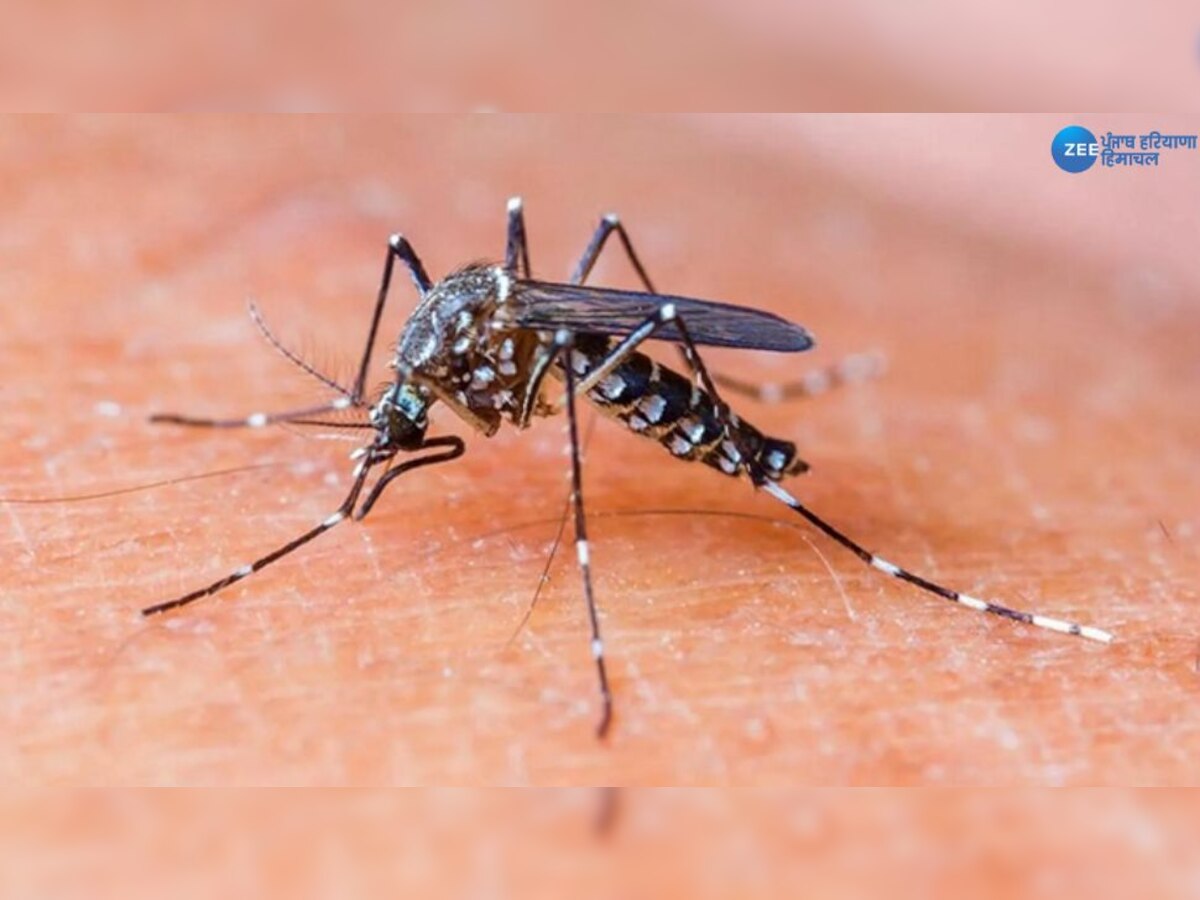 Dengue Cases Update: ਪਟਿਆਲਾ 'ਚ ਵਧਿਆ ਡੇਂਗੂ ਦਾ ਕਹਿਰ;  28 ਨਵੇਂ ਮਾਮਲੇ ਆਏ ਸਾਹਮਣੇ 