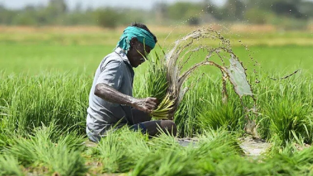 इस राज्य में किसानों को मिली बड़ी राहत, बढ़ाई गई फसल बीमा की आखिरी तारीख