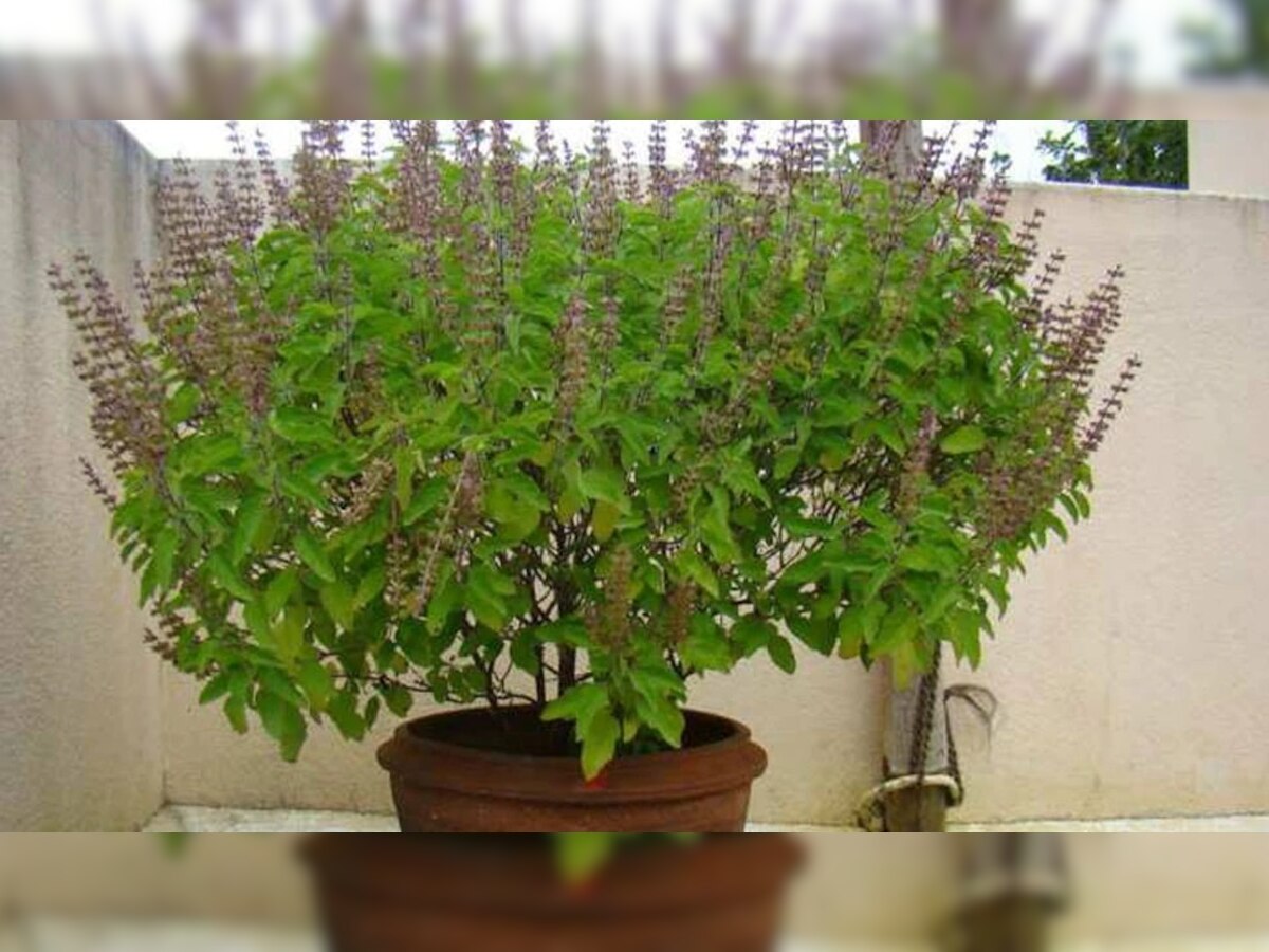 Tulsi Ke Patte: गंगाजल में क्यों डालते हैं तुलसी के पत्ते, नहीं जानते होंगे इसके पीछे की वजह, जानें इसका धार्मिक महत्व और मान्यता