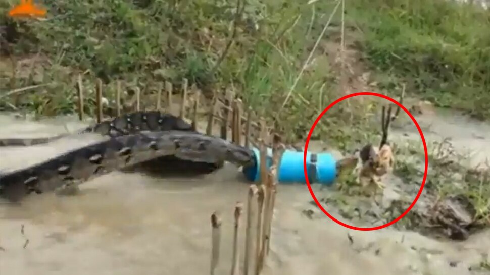 Snake Video: Python attack on Chicken trap clip viral on social media ...